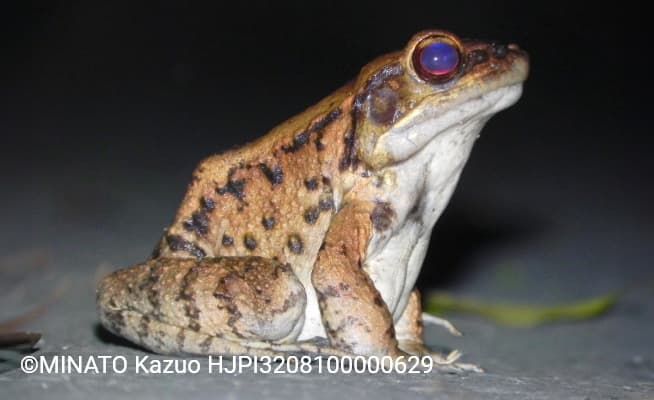 ホルストガエル